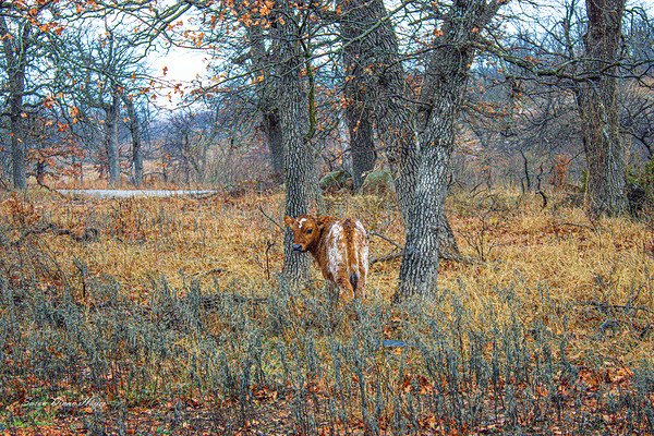 Little Bit by Susan Diann Photography