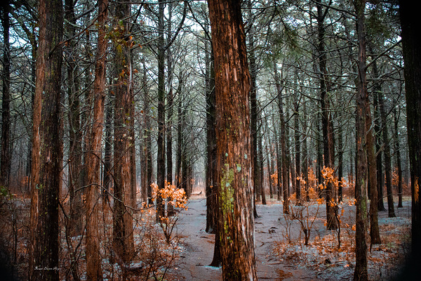 Traces Of Snow by Susan Diann Photography