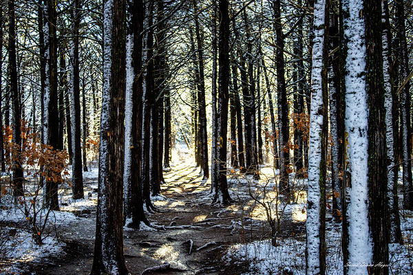 A Dusting Of Snow by Susan Diann Photography