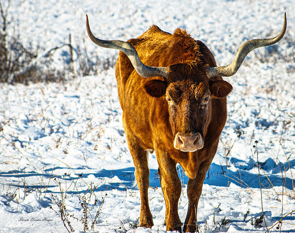 Twisted Sister In the Snow by Susan Diann Photography