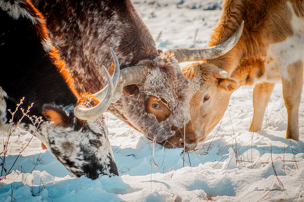 Winter Grazing by Susan Diann Photography