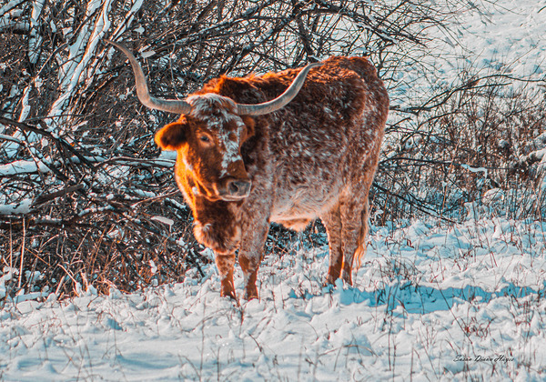 Bullseye In Snow by Susan Diann Photography