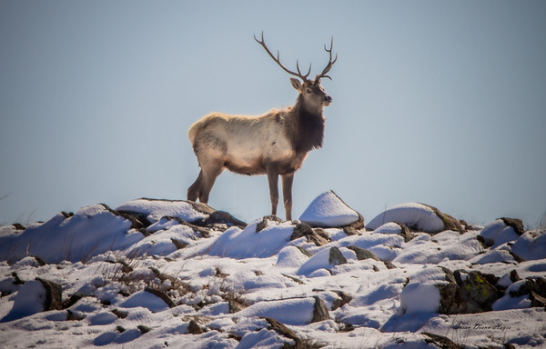 King by Susan Diann Photography
