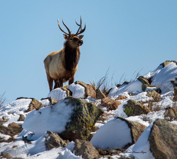 The Overlook by Susan Diann Photography