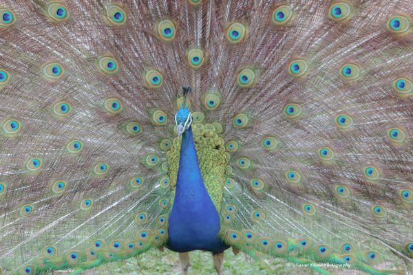 WILD IS MY FAVORITE COLOR SERIES-6 Print