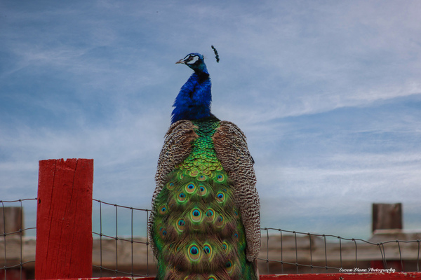 WILD IS MY FAVORITE COLOR SERIES- Print