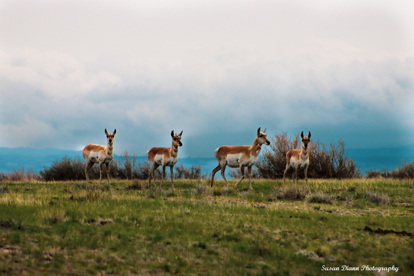 Where The Antelope Roam Print