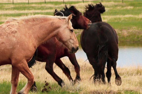 The Chase by Susan Diann Photography