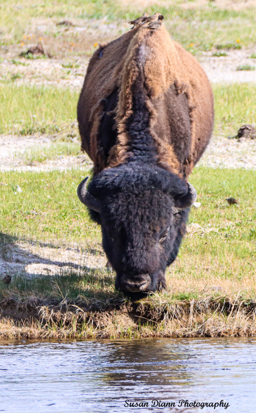 Bison-Reflections Print