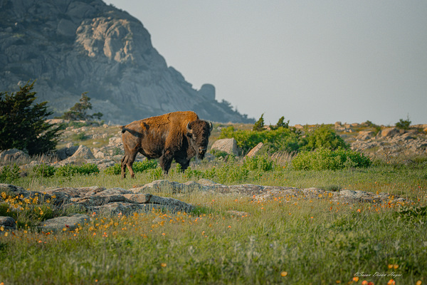 Bison And Wildflowers by Susan Diann Photography