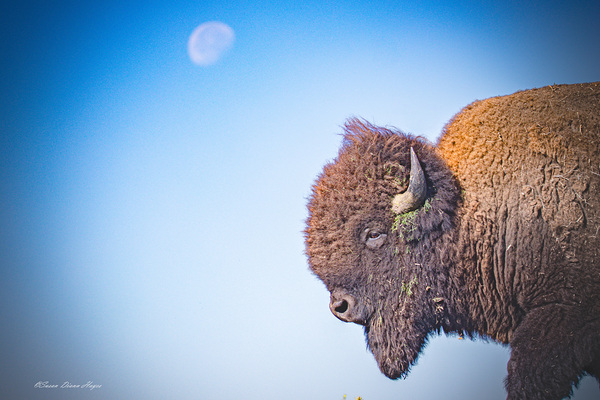 Shoot For The Moon by Susan Diann Photography
