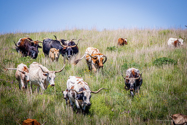 Till The Cows Come Home by Susan Diann Photography