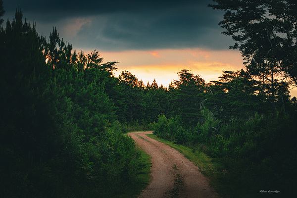 Into The Clear by Susan Diann Photography