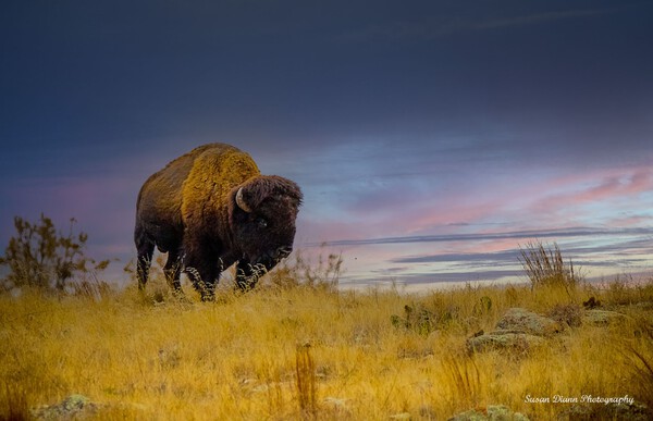 Strength of the Wichitas Print