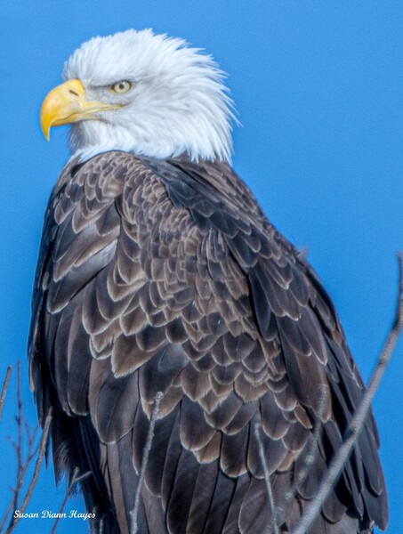 His Majesty Imprimer