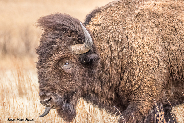 The Pompadour  Imprimer