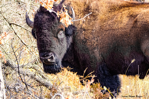 Into the Woods I Go Print