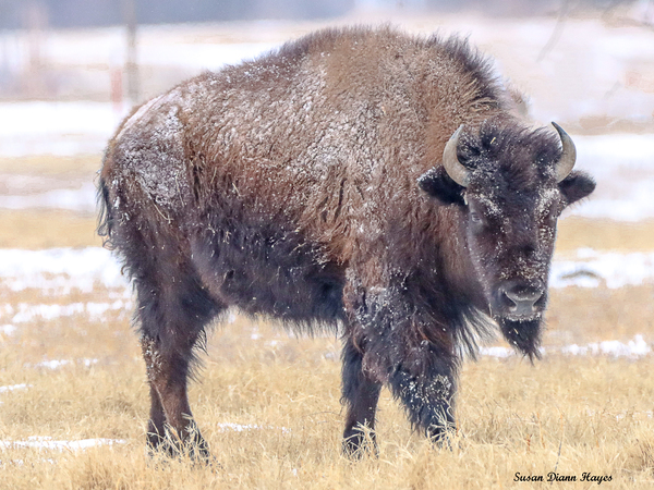 Baby Its Cold Imprimer