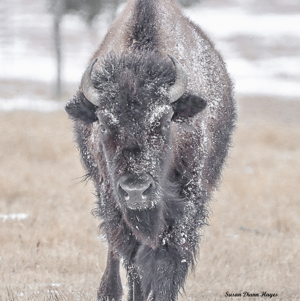Frosted Eye Shadow Print