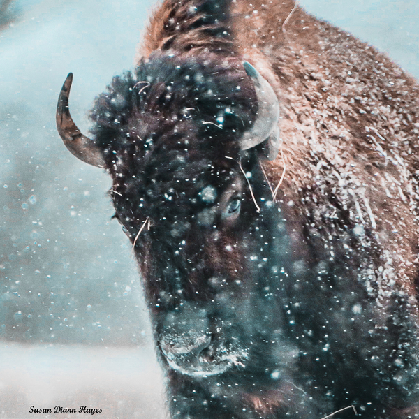 Plowing Through the Snowstorm  Print