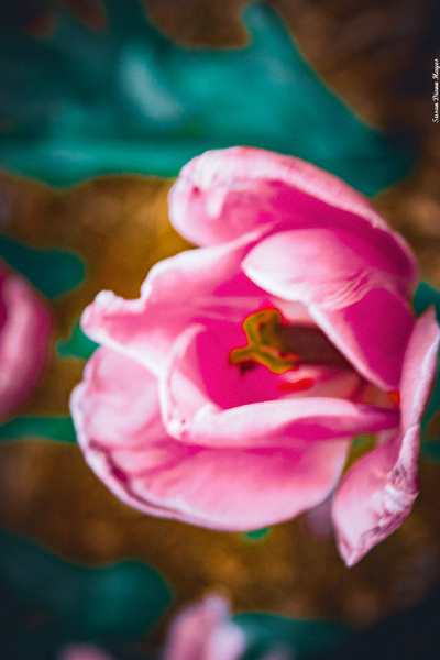 Painted Beauty Print