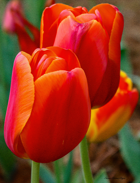 Perfect Petals Imprimer