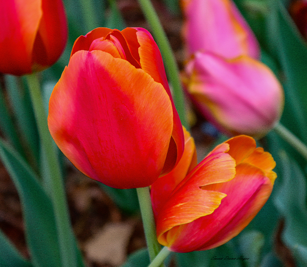 Perfectly Pastel Print