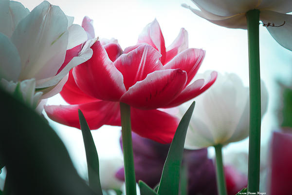 In Bloom in Pastels Print