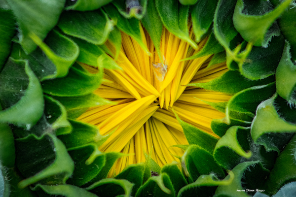 Awaiting The Moment Print