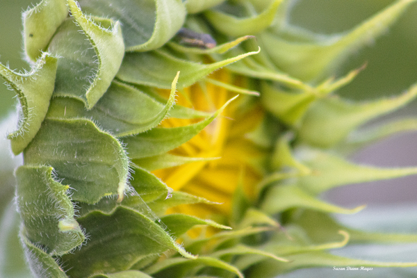 Turning Toward The Promise Imprimer