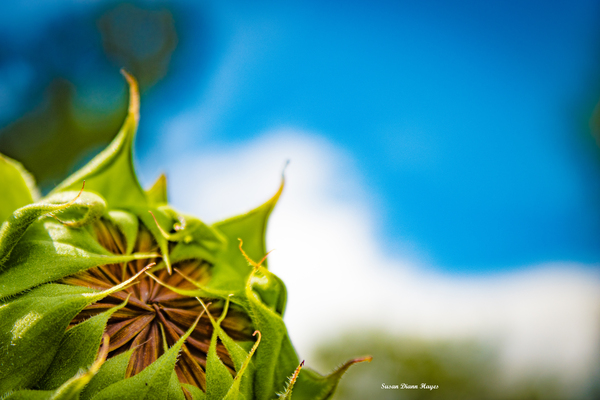 New Beginnings Print