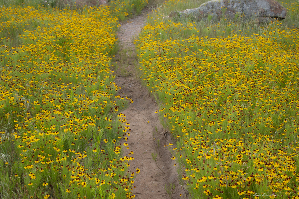 Pathway Series-5 Wichita Mountains Wildflower Path Print
