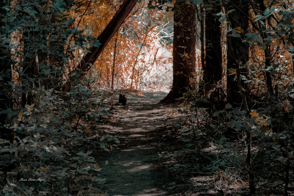Pathway Series-7 The Haunted Forest  Print