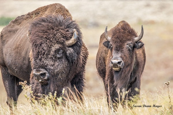 Love Is In The Air Print