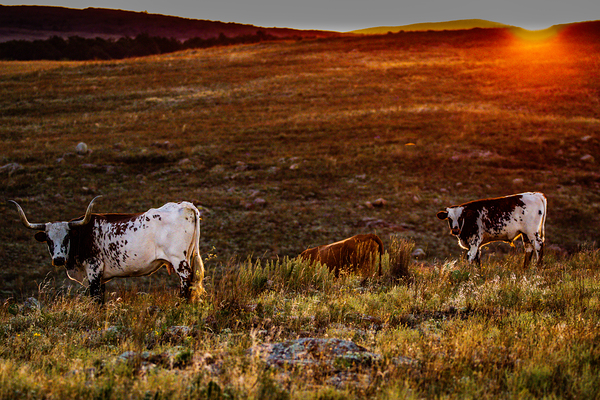 Longhorn Sunrise Print