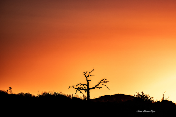 Orange Sunrise Print