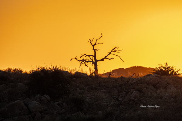 Sunray on the Mountain Print
