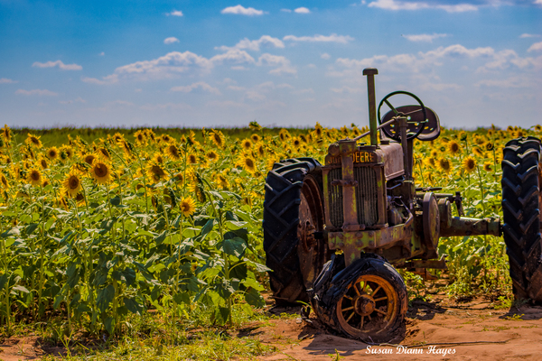 Sunflower Field Imprimer