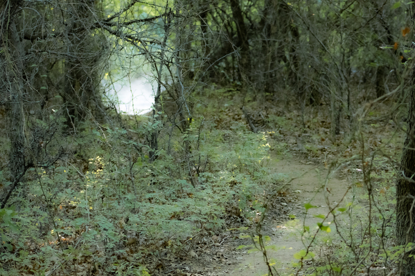 Pathway Series- 1 Charons Garden Print