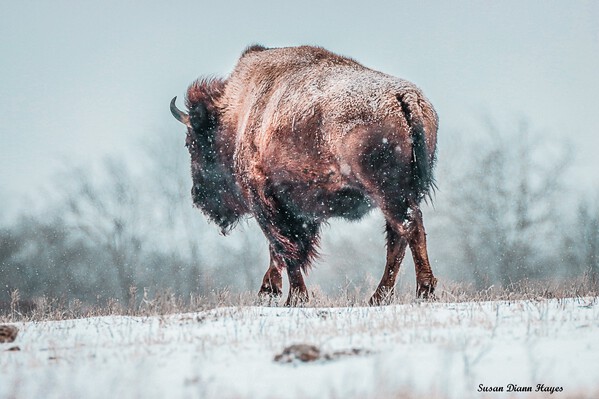 The Cold Walk Home Print