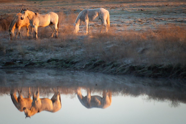On Golden Pond by Susan Diann Photography