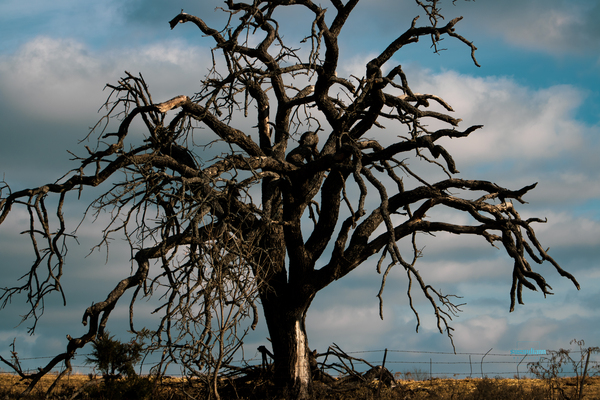 If 2020 Were a Tree Print