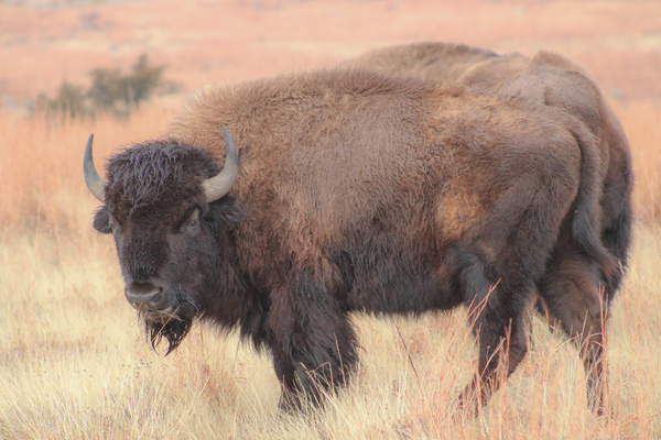 Perfect Eyebrows Print