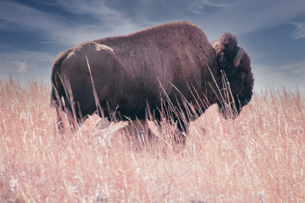 Belly Scratches Imprimer