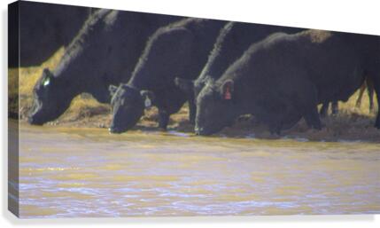 Watering Hole Canvas Print