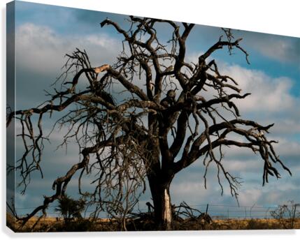 If 2020 Were a Tree Canvas Print