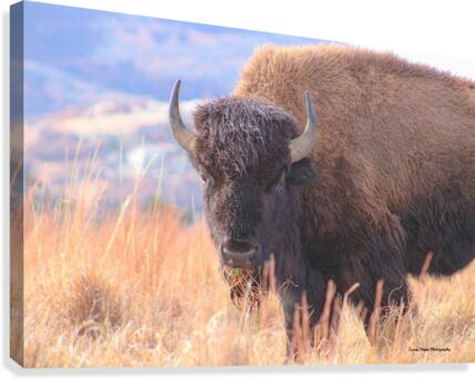 Mouthfull Canvas Print