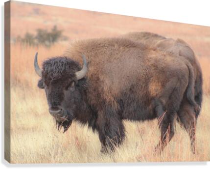 Perfect Eyebrows Canvas Print