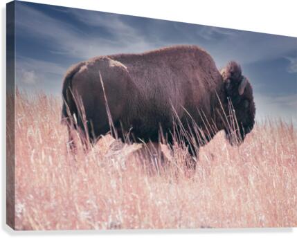 Belly Scratches Impression sur toile