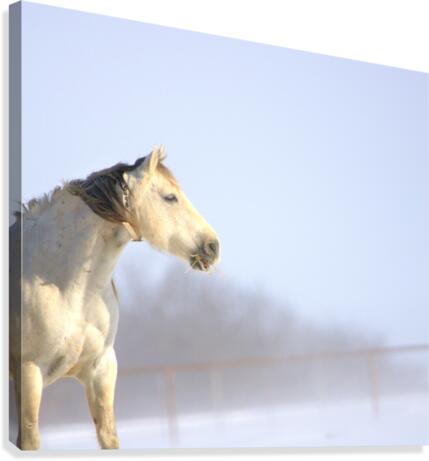 Snow White Impression sur toile